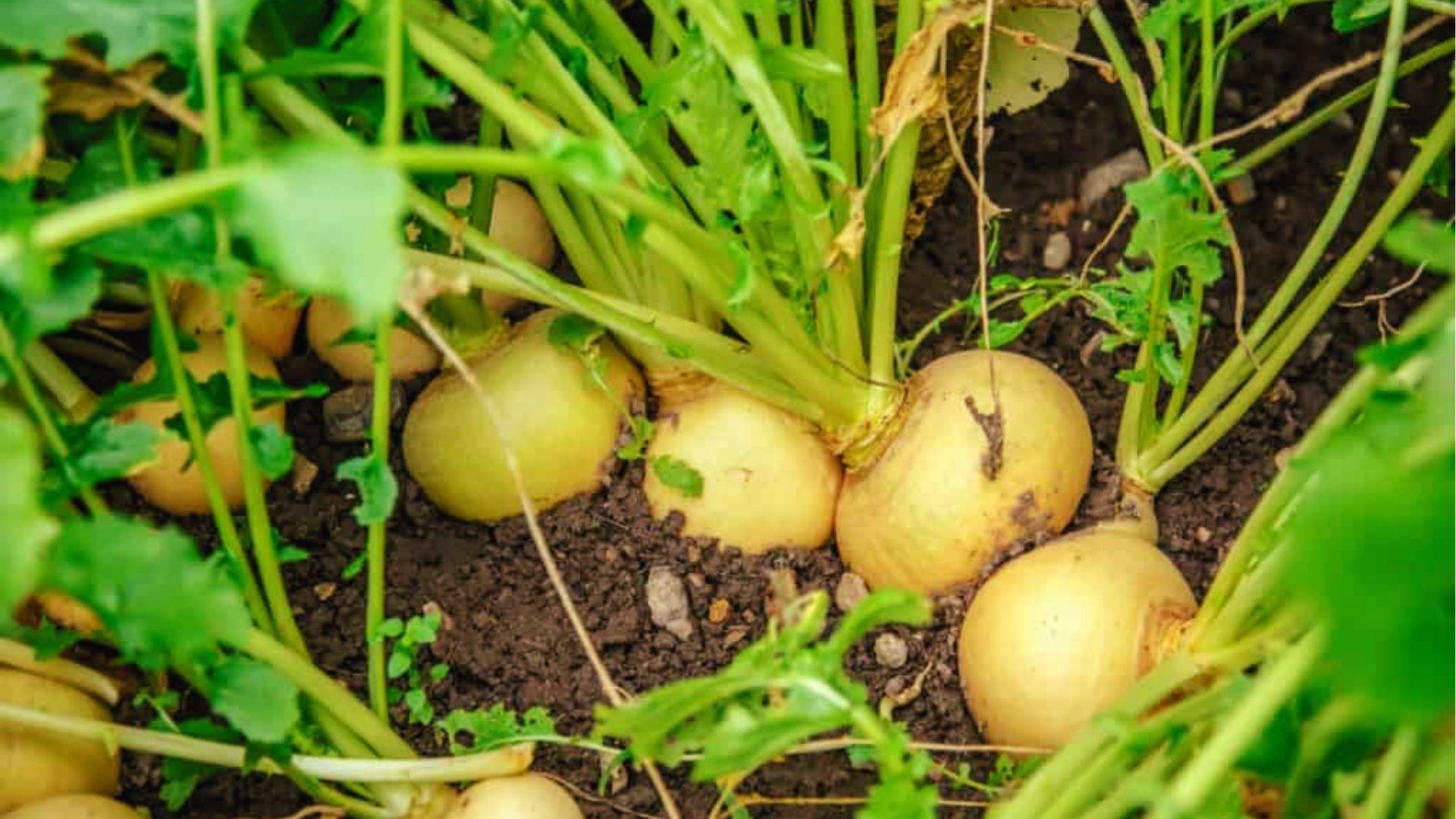 Golden turnips partially exposed in dark soil. Sow in cool weather 70 days before the first fall frost date.
