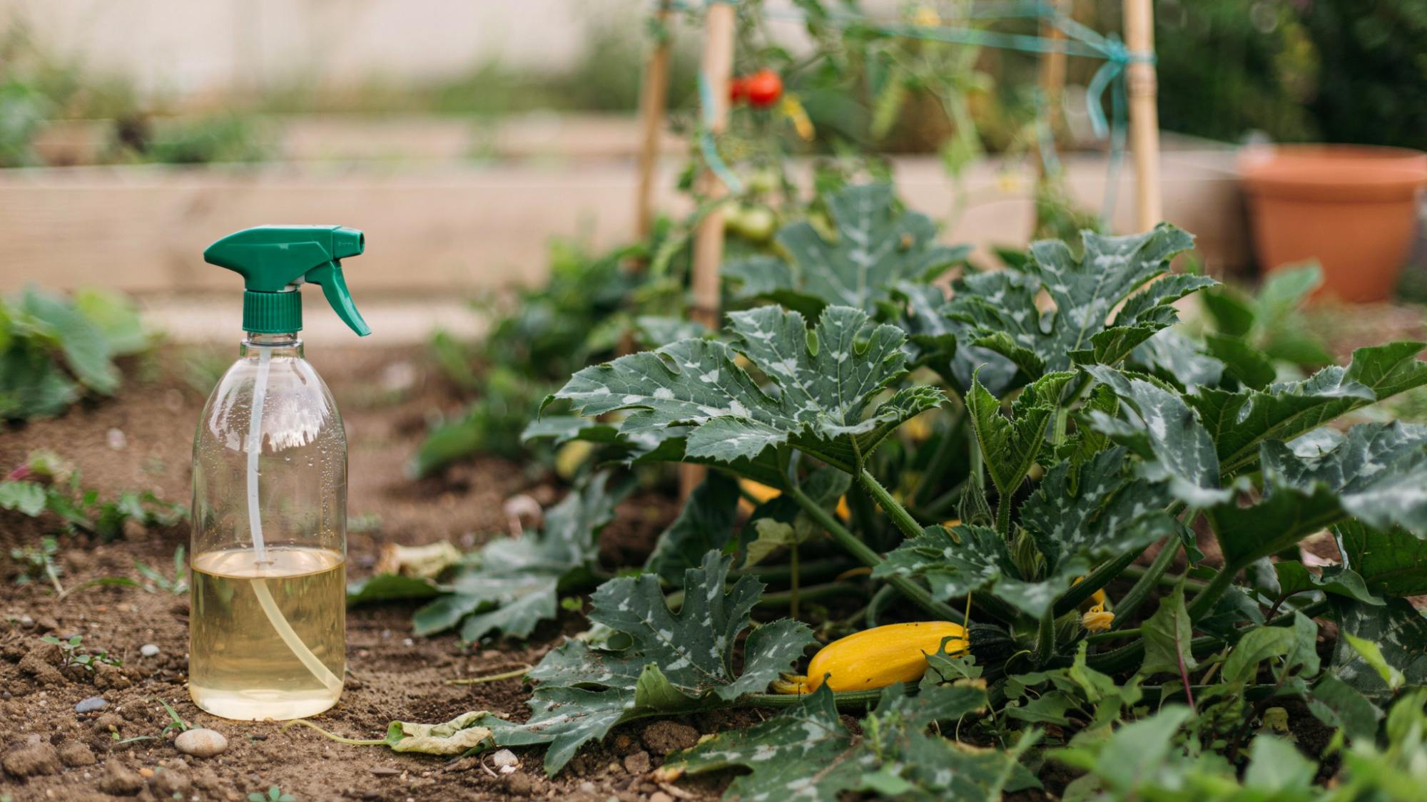 Vinegar spray used as an organic treatment for powdery mildew on zucchini.