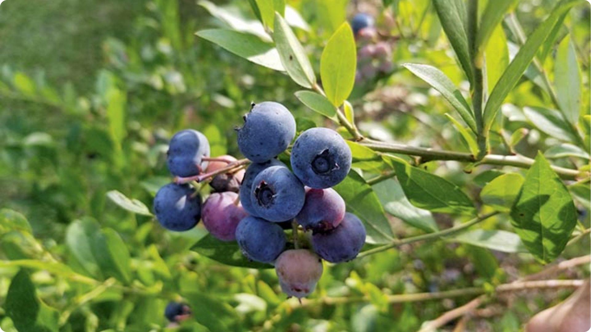 Cluster of ripe and unripe blueberries on bush shows mixed maturity stages impacting yield when self pollinating varieties grow alone