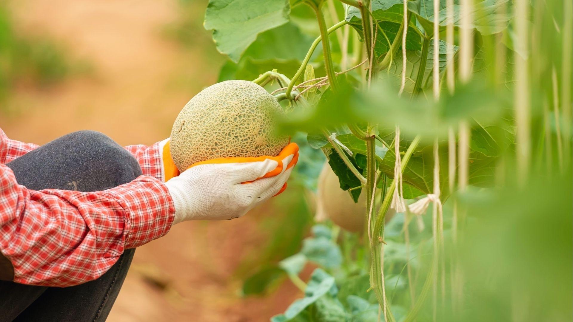 Hands cradle ripe netted cantaloupe on vine to check for harvest slip stage and sweet aroma.