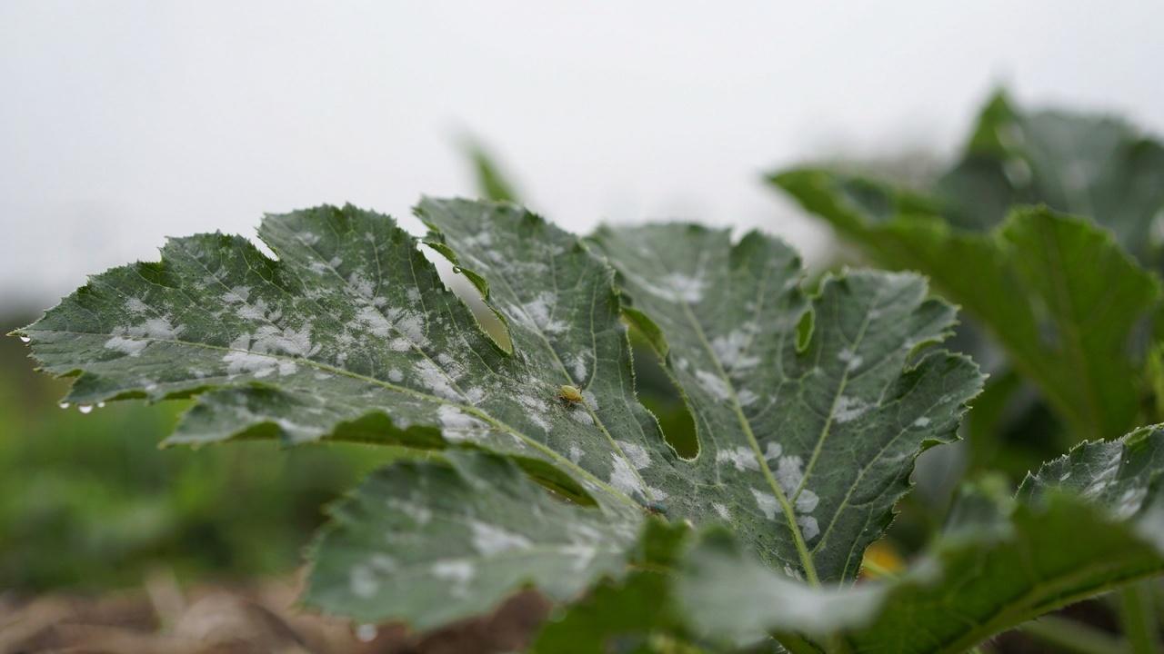 What Is Powdery Mildew on Zucchini?