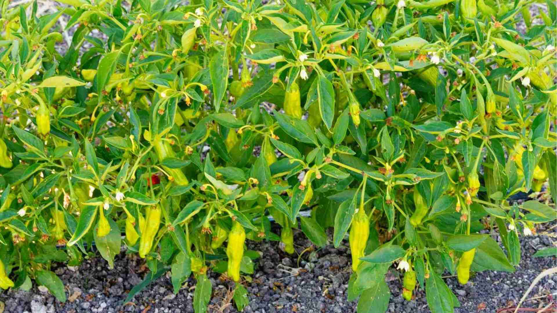 Bushy shishito pepper plant with many light green 3-4 inch fruits ready to pick before turning red.