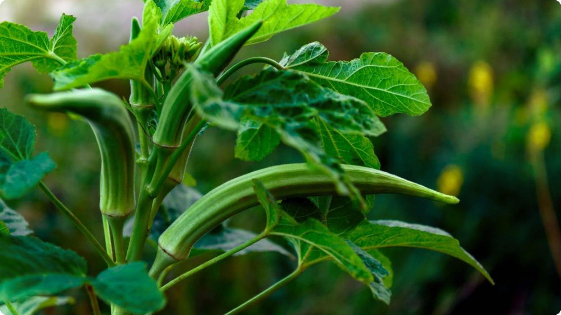 Fresh green okra pods growing on plant with lush leaves, showing healthy growth from good companion planting practices