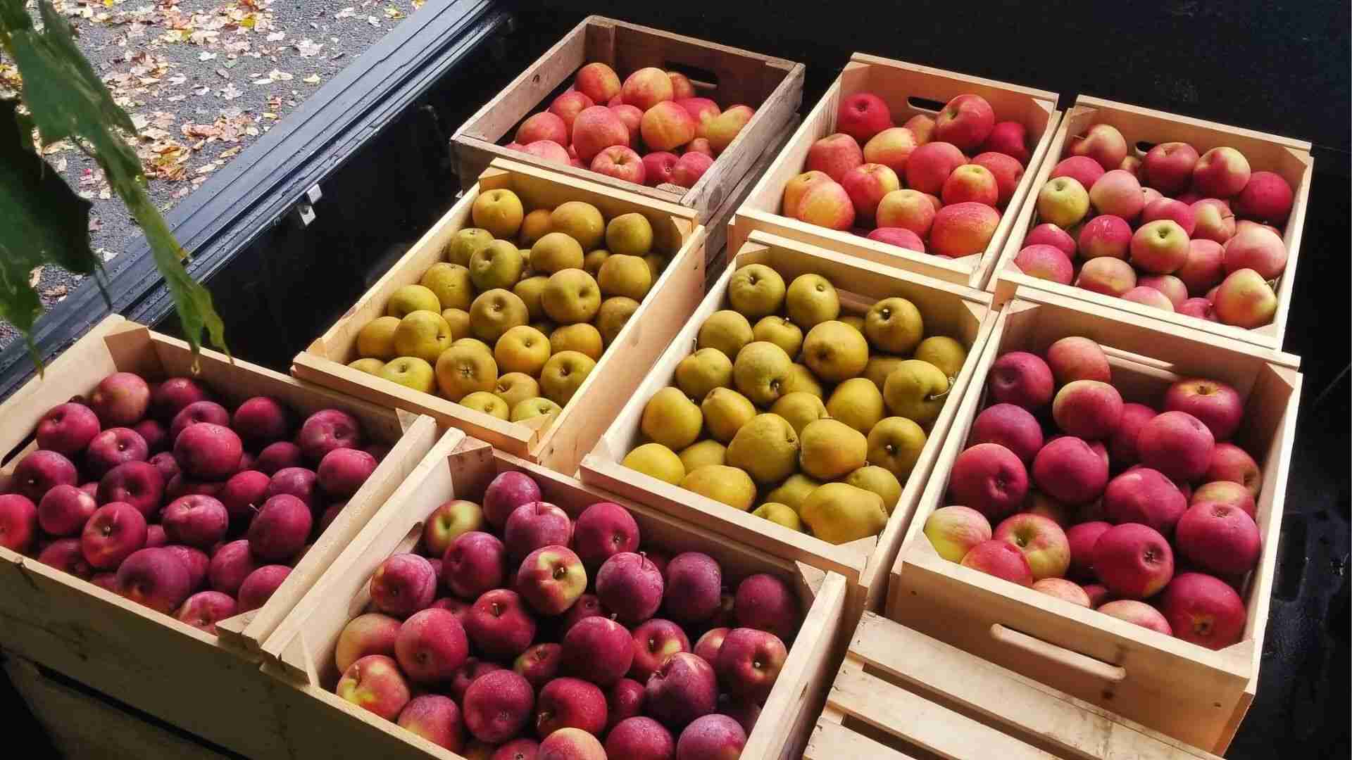 Wooden crates filled with red and yellow apples show the harvest possible from seed-grown apple trees.