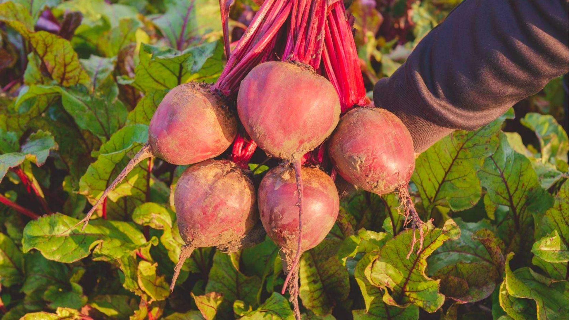 Hand holding a bunch of round Subeto beets with bright red stems in a sunlit garden.