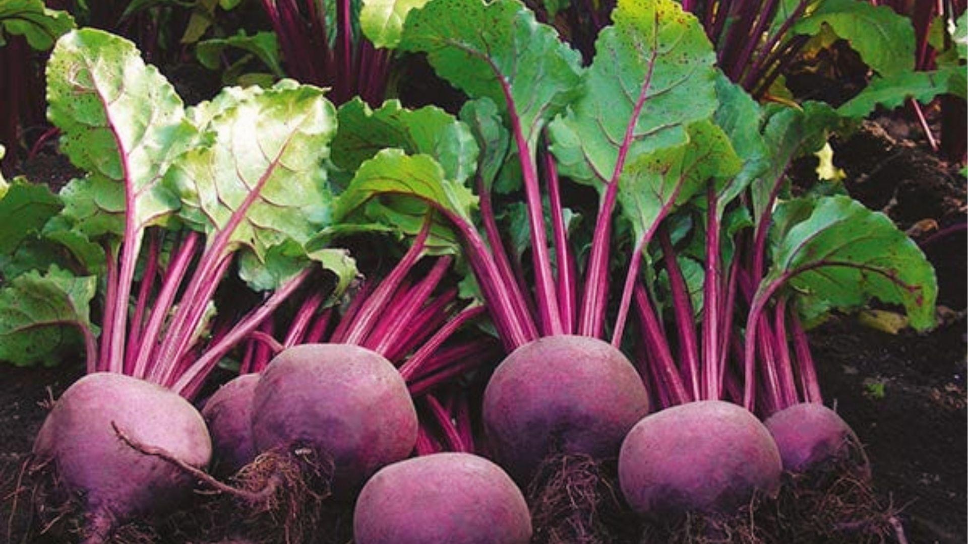 Round red beets with rich purple-green leaves and crimson stems growing in dark garden soil rows.
