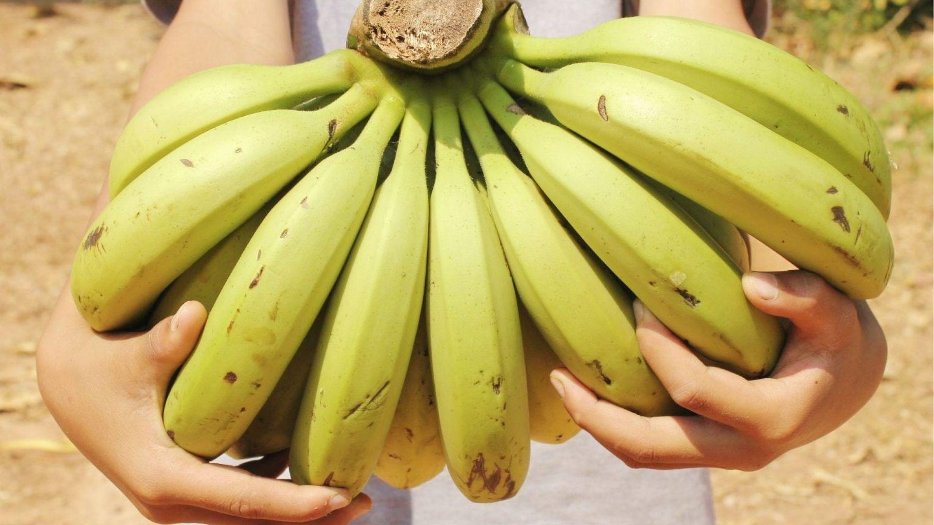 Hands holding unripe green bananas fresh from harvest after 9-12 months of growth on plant