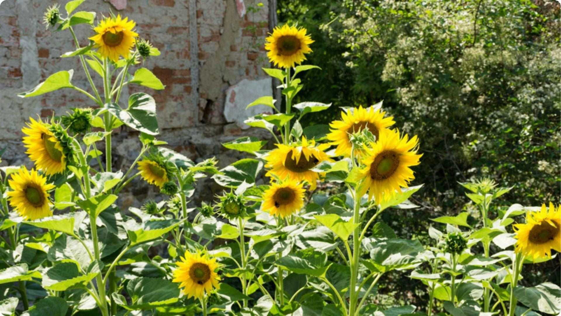 Sunflowers is one of the Best Okra Companion Plants