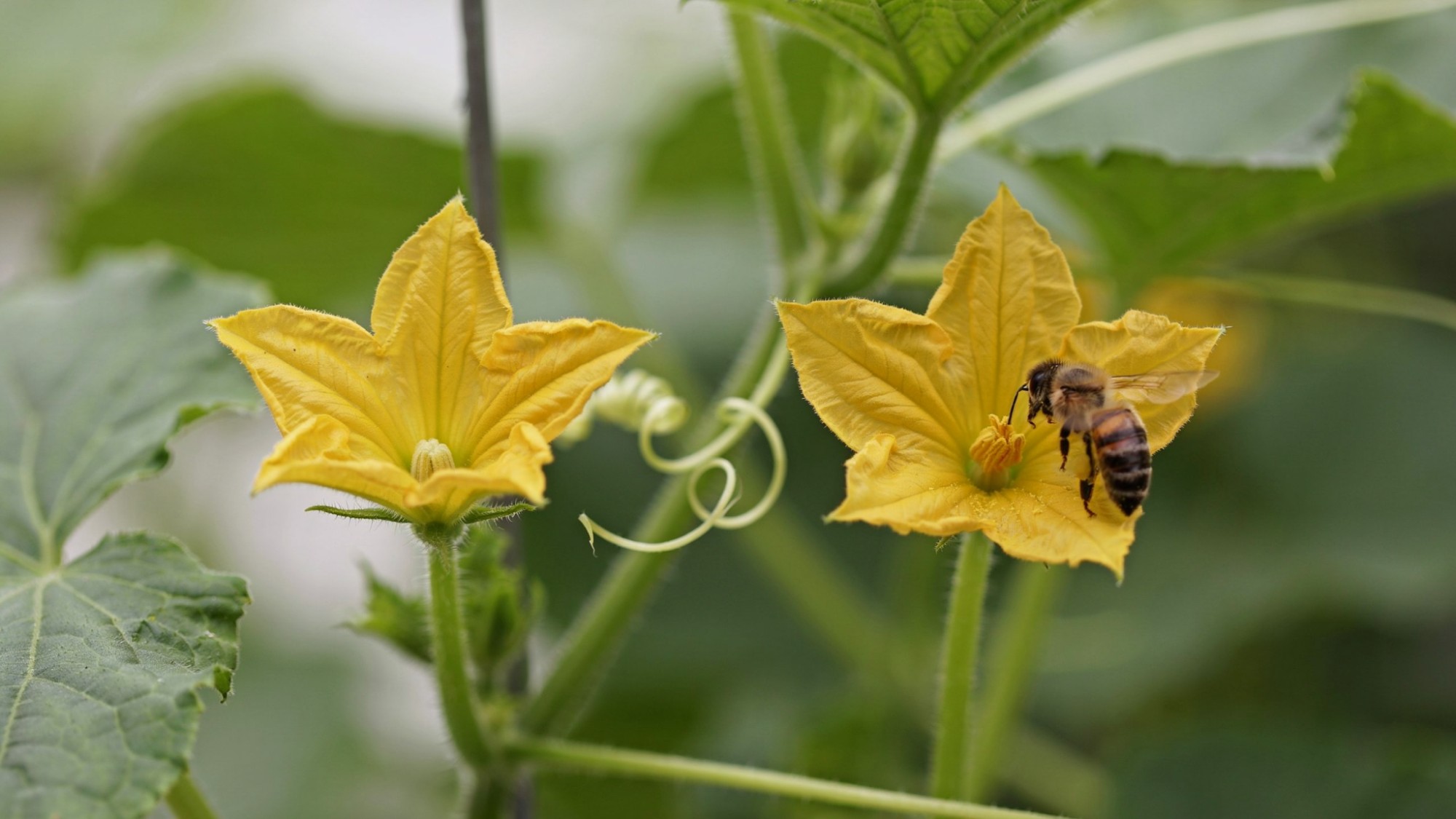 Male and female cucumber flowers on a cucumber vine.