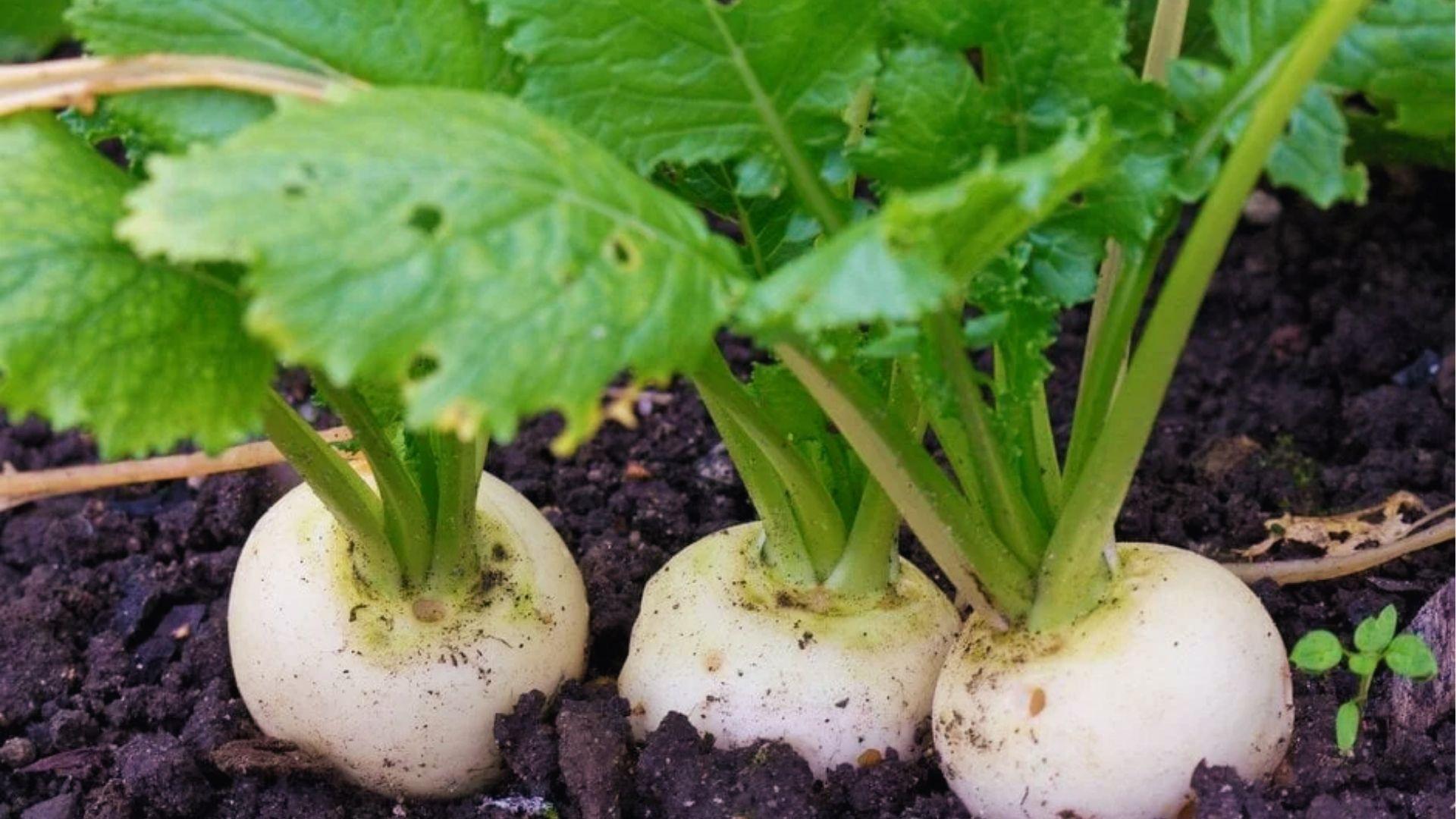 Three white turnip bulbs growing close in rich soil. For best flavor, plant turnips during cool seasons only.