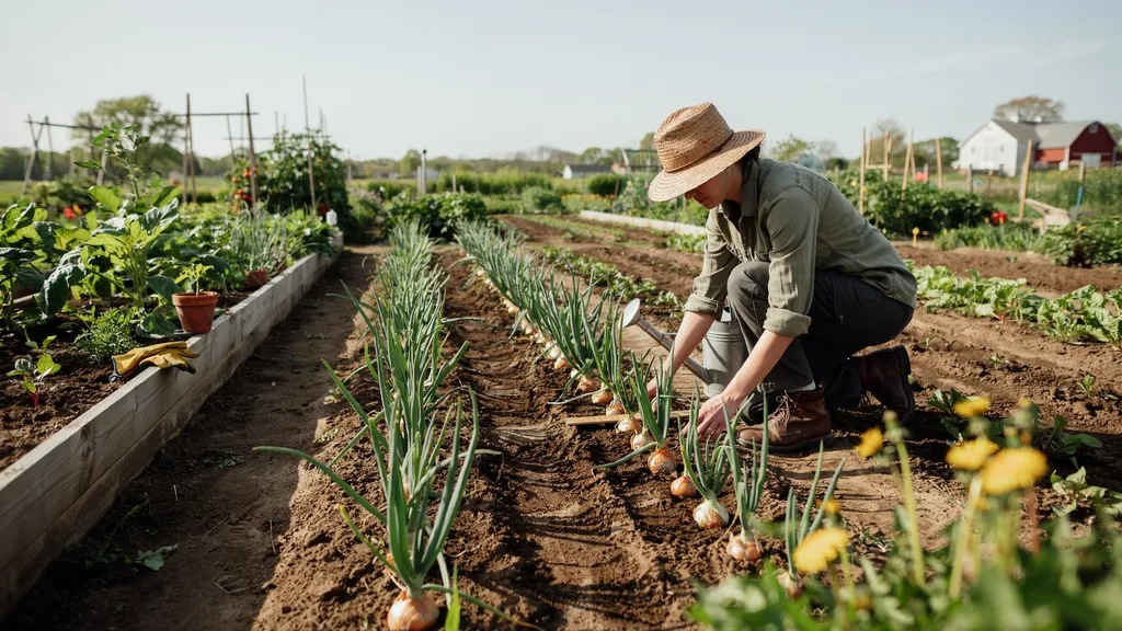 Healthy onion plants growing at proper spacing in a garden bed with large bulbs and green tops.