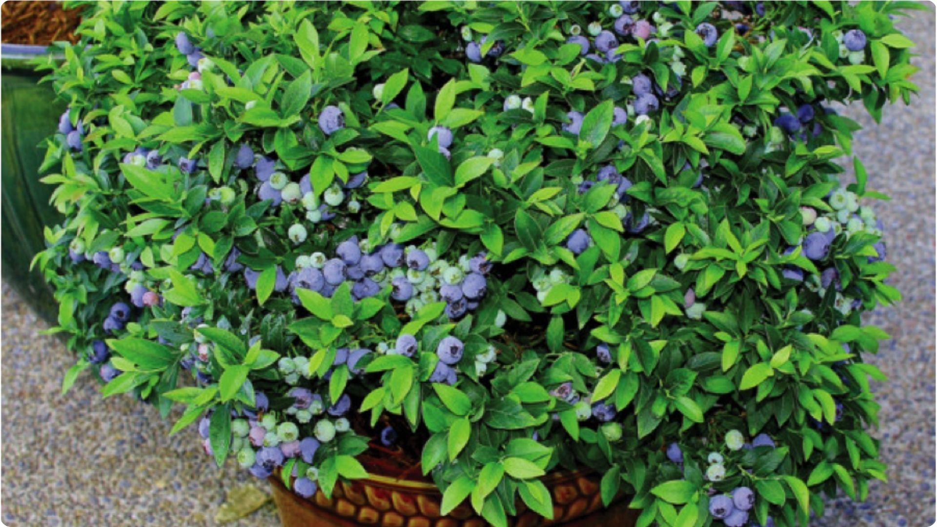 Potted blueberry bush loaded with ripe and unripe berries shows how container growing impacts self pollination and bigger harvests