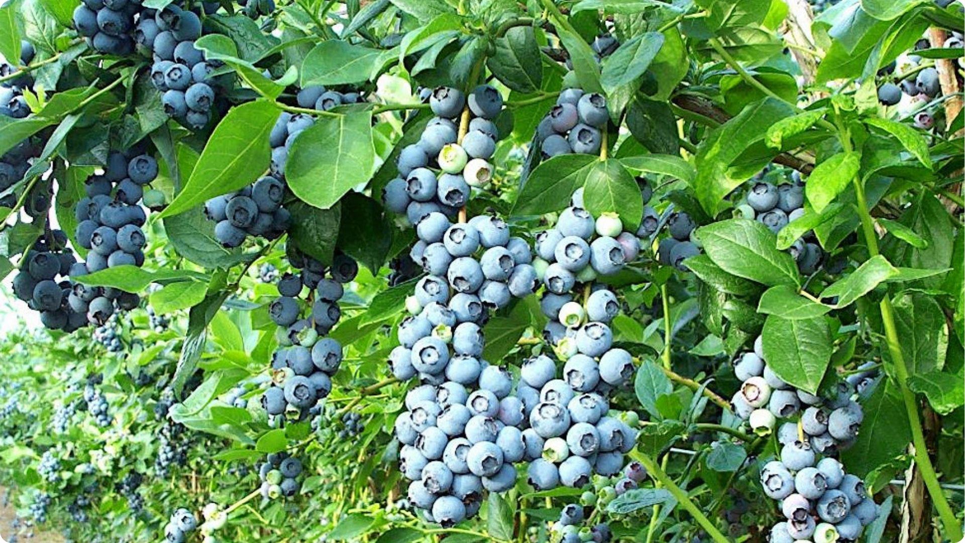 Blueberry bushes loaded with dense fruit clusters demonstrate how cross pollination between varieties creates bigger harvests than self pollinating alone