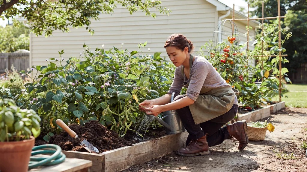 Extending bush bean harvest with compost, watering, and pruning