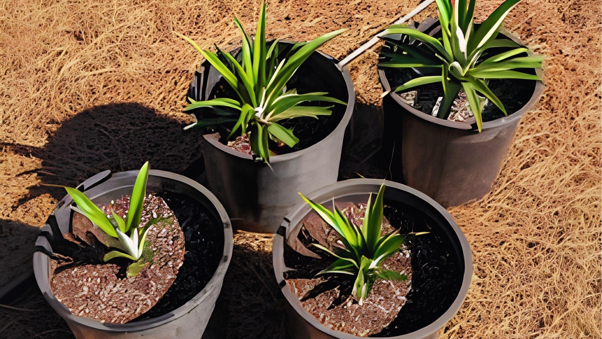Four potted pineapple tops growing in soil under sunlight, showing early leaf growth stages