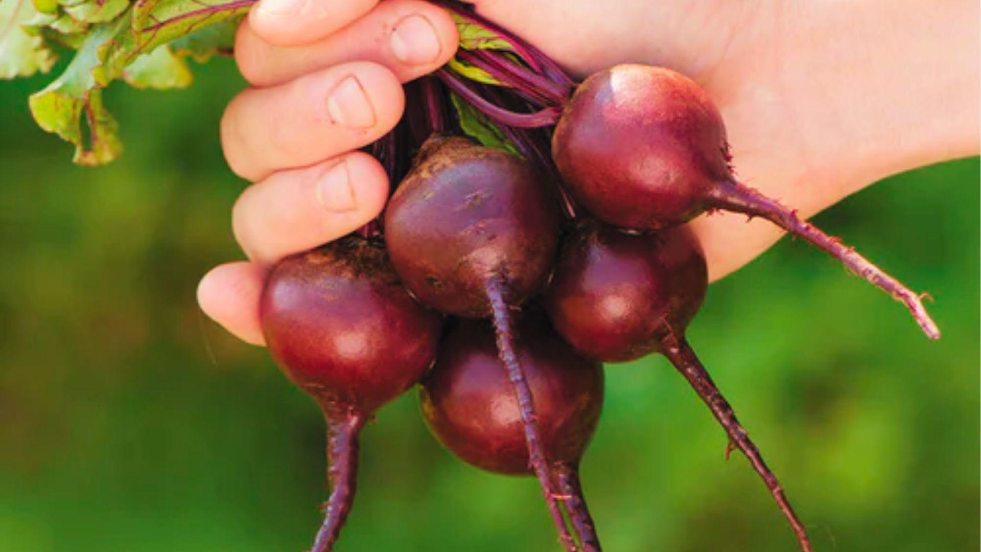Hand gripping small heirloom red beets with thin taproots, freshly picked with leafy green tops.