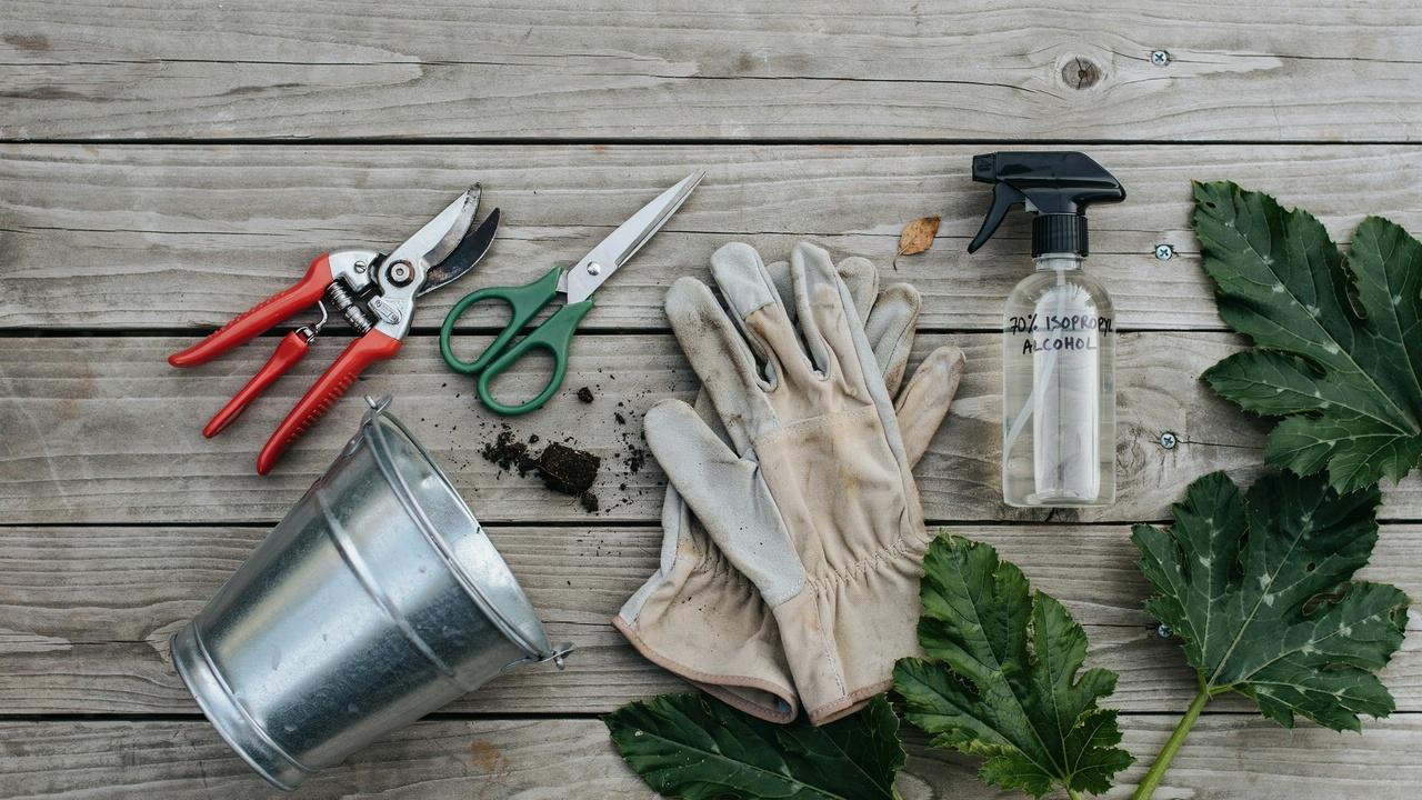Essential tools and supplies used for pruning zucchini plants.