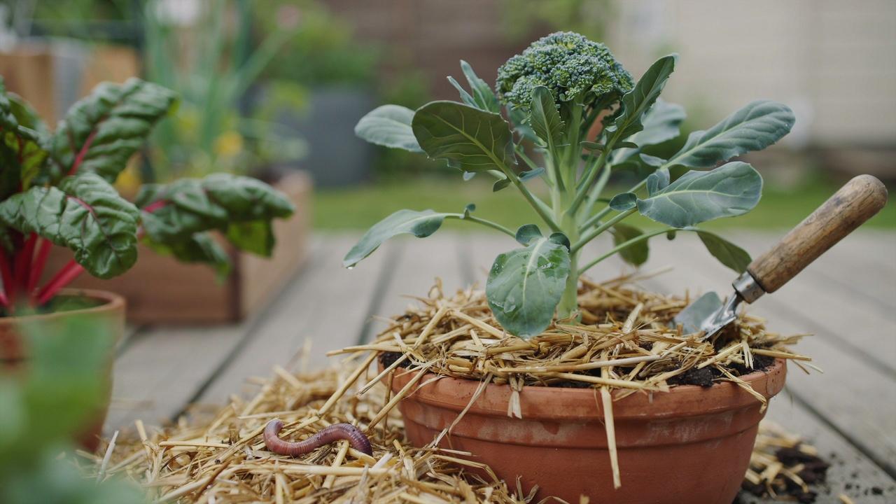 Straw mulch around the base of a broccoli plant in a container.