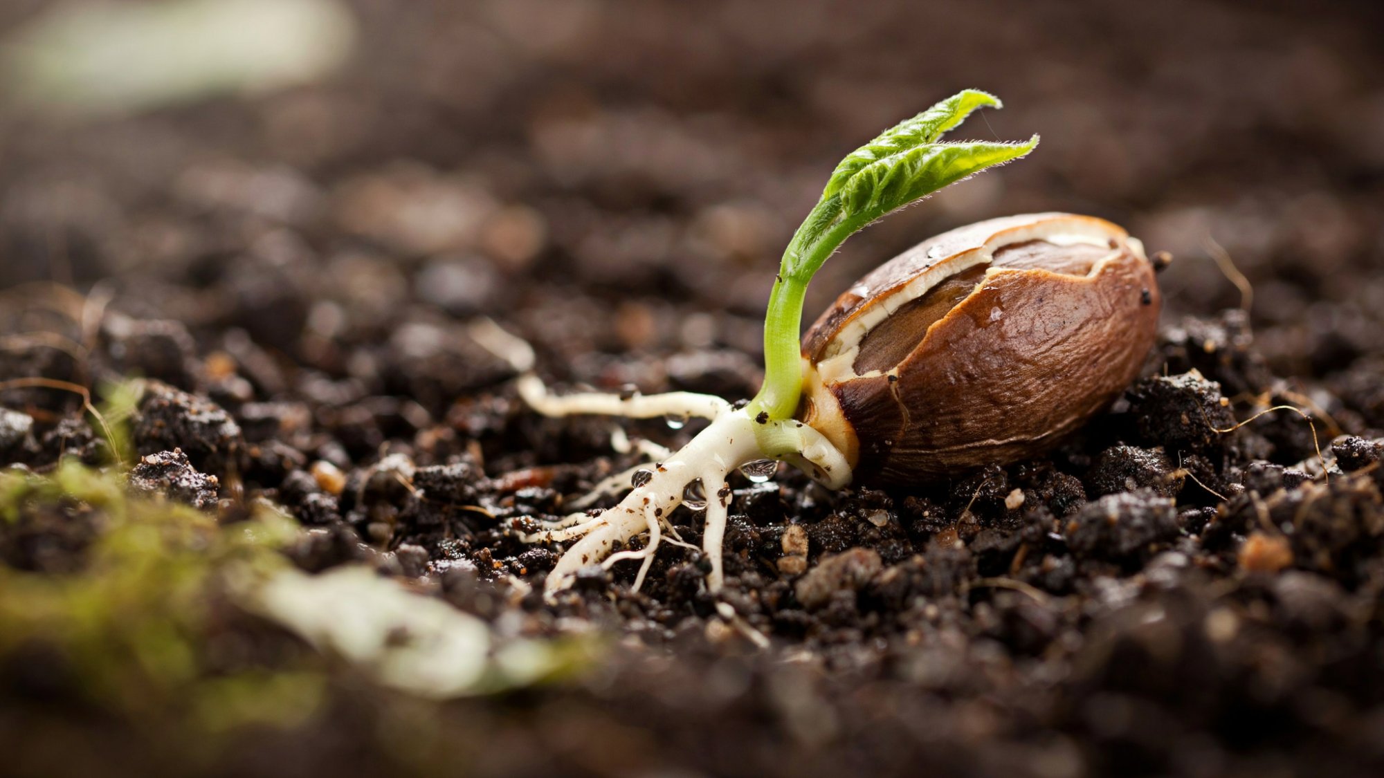A mango seed beginning to sprout with small roots and a green shoot emerging from moist soil, showing the early stage of germination clearly.