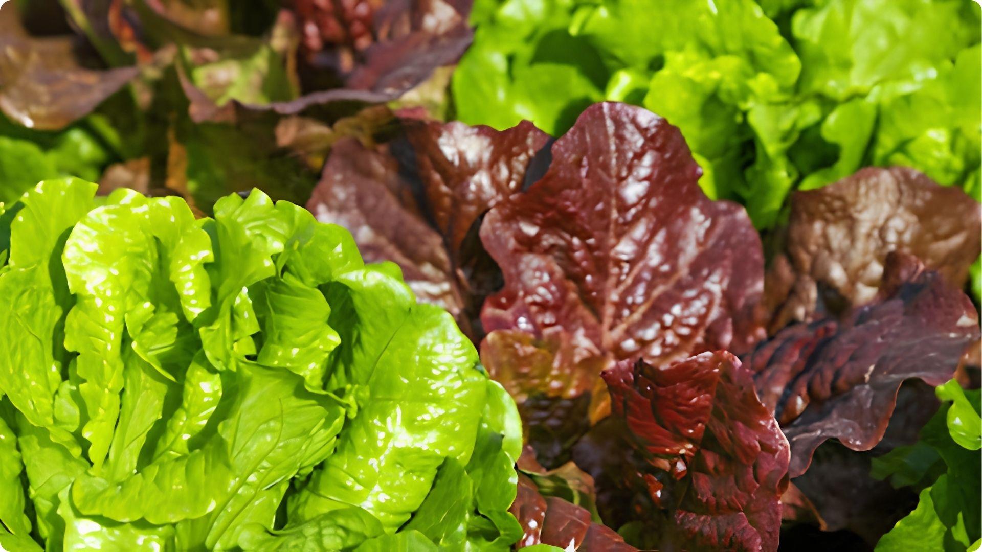 Lettuce is one of the Best Okra Companion Plants