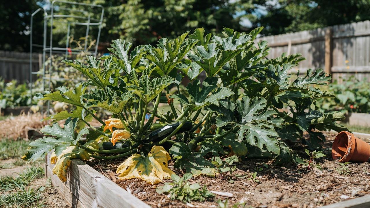 Overgrown zucchini plant with yellow leaves and crowded growth.