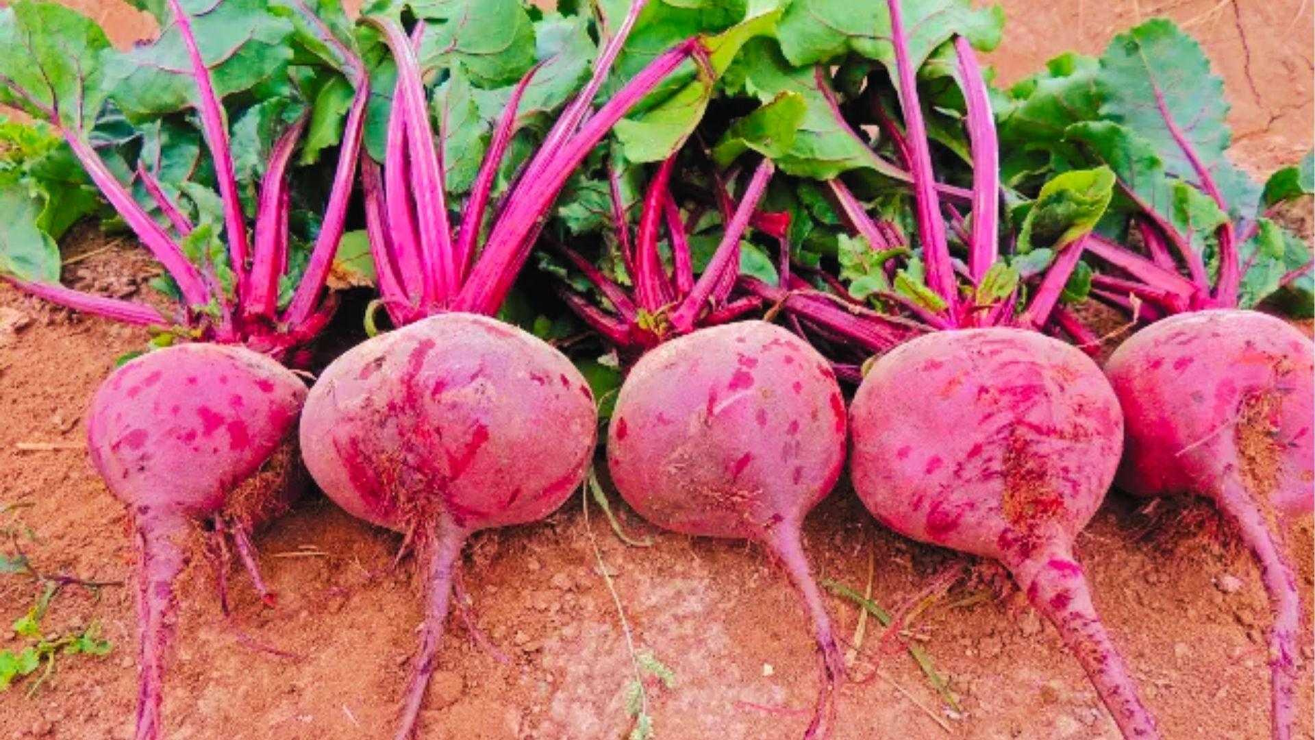 Fresh red table beets with vibrant pink stems and green leaves lined up in rich soil at harvest.