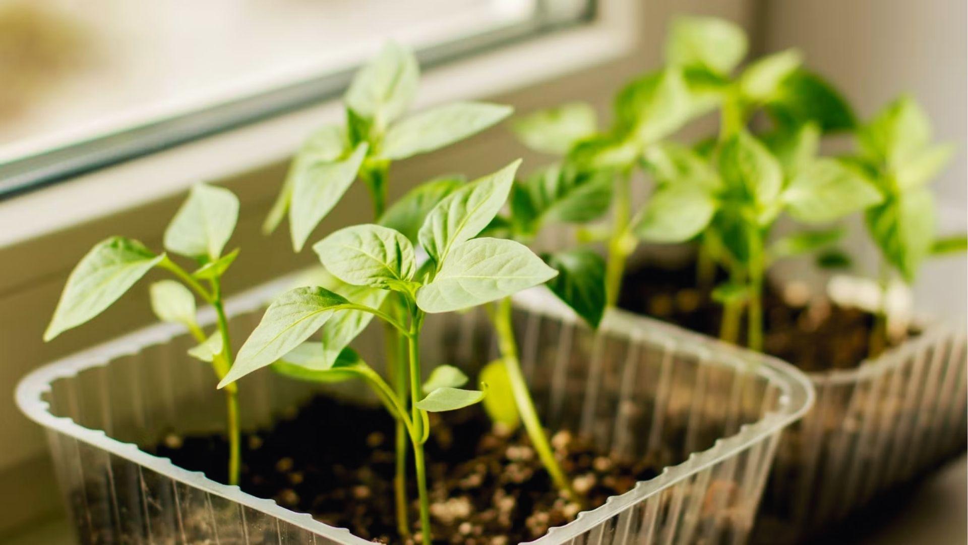 Healthy 1 week lettuce seedlings with broad leaves sprouting in a clear tray by a sunny window.