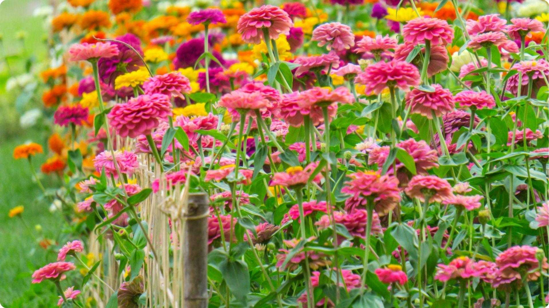 Zinnias is one of the Best Okra Companion Plants