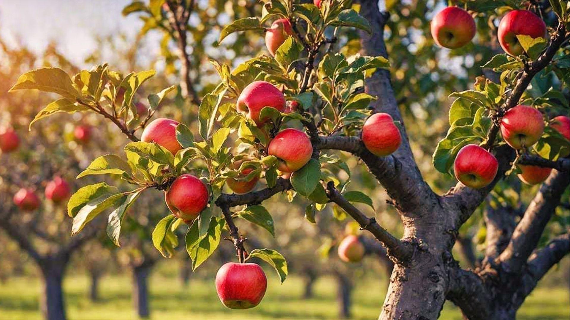 Ripe red apples hang from sunlit branches, the end goal of years of growing an apple tree from seed.