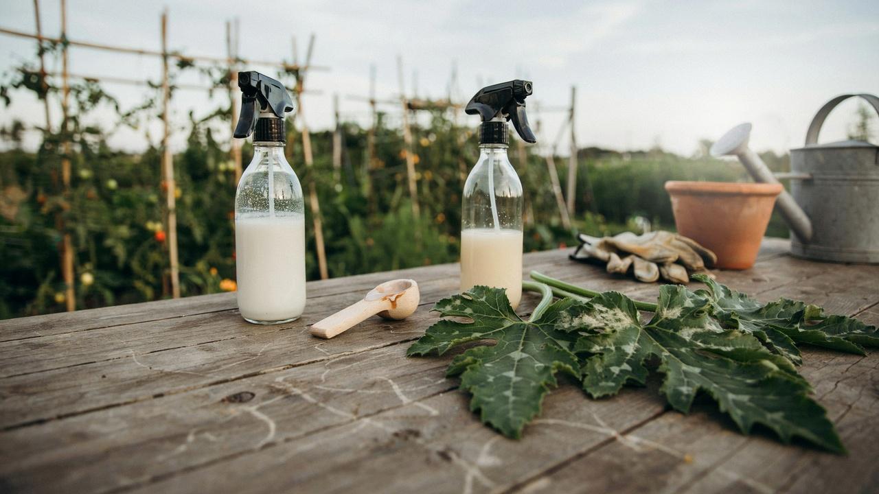Milk and buttermilk spray prepared as a home remedy for powdery mildew.