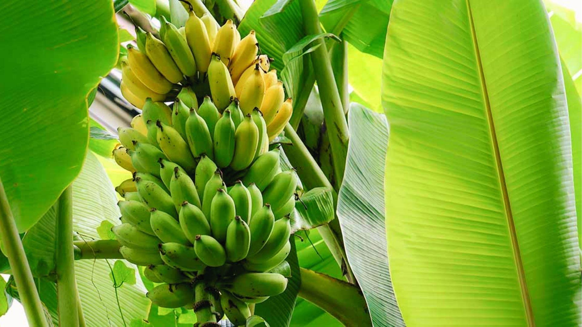 Ripening banana bunch with yellow and green fruit in final weeks of 12-month growth cycle