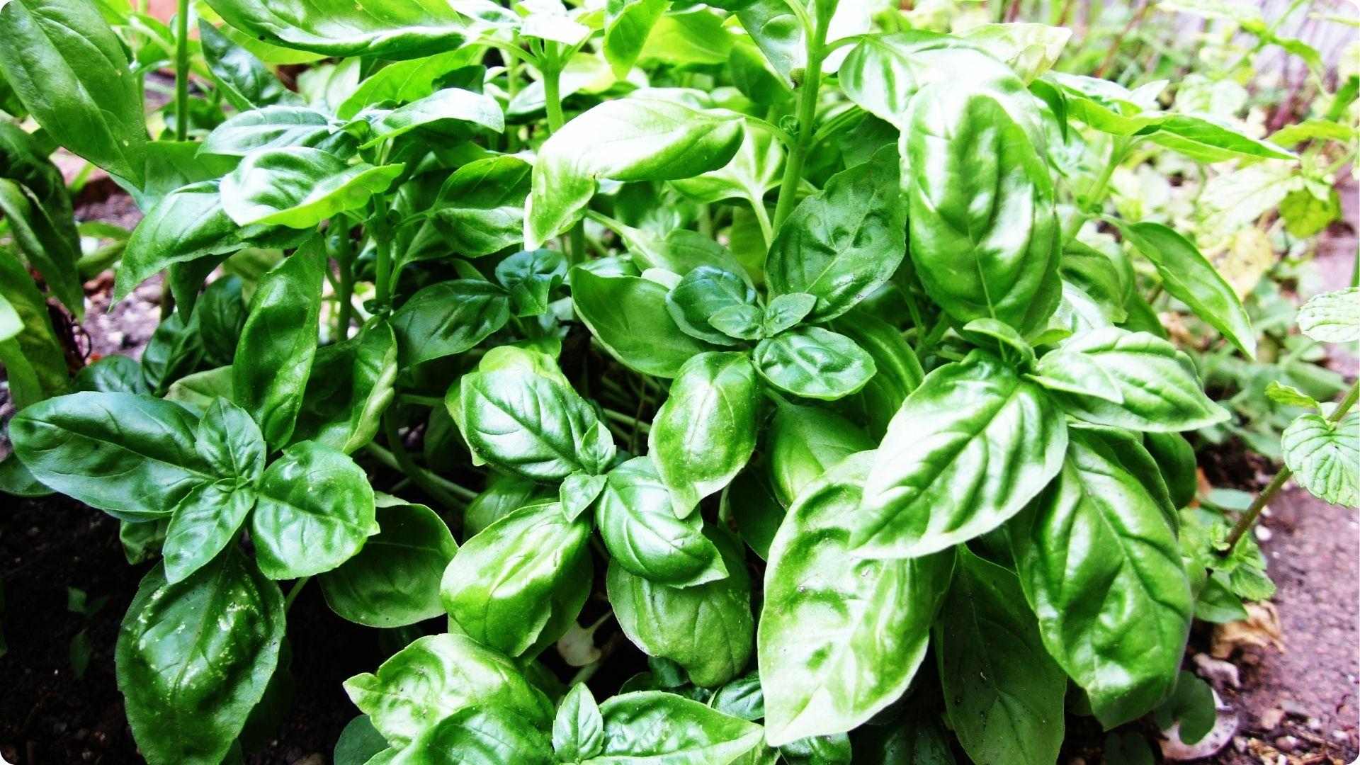 Basil is one of the Best Okra Companion Plants