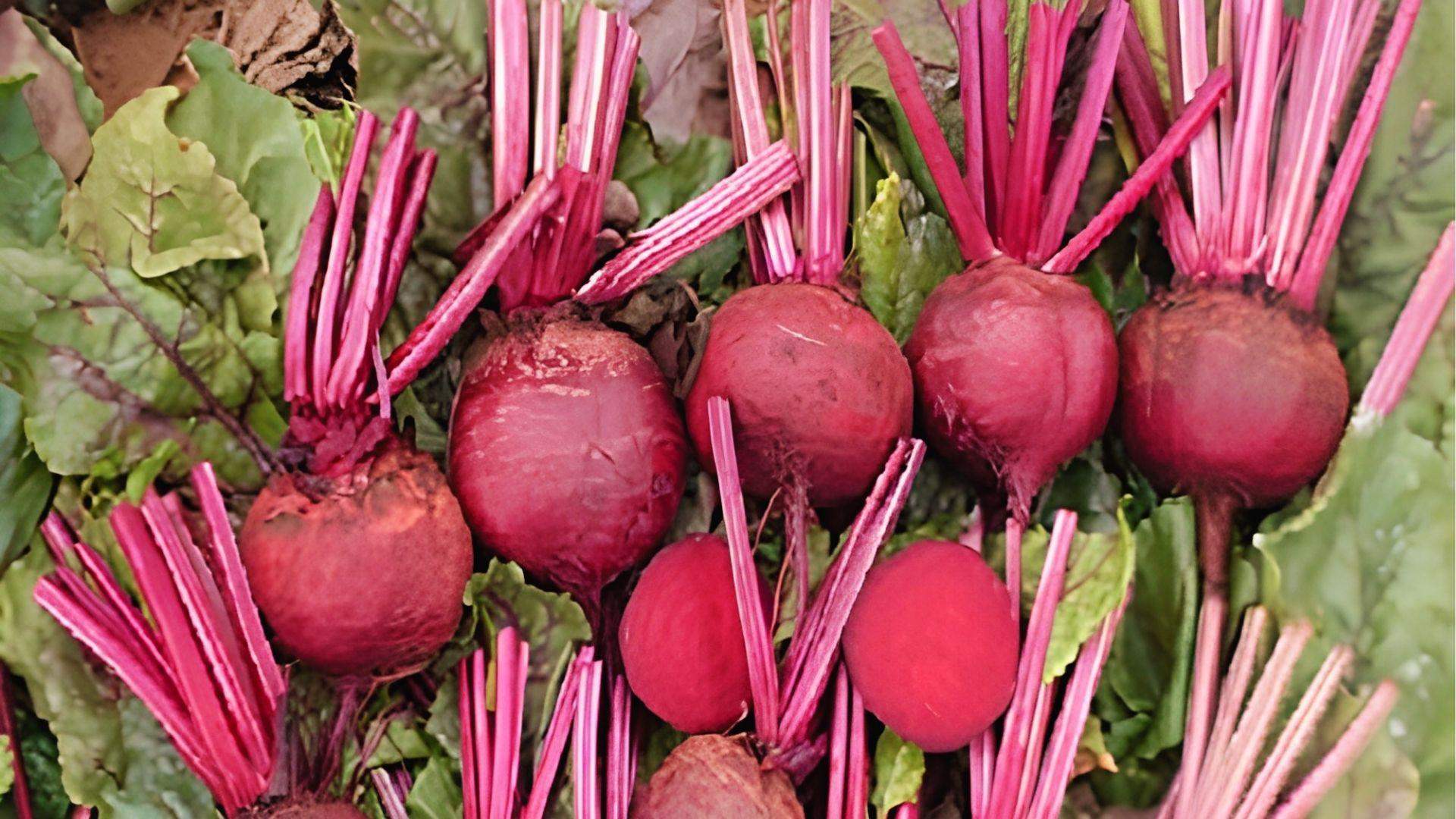 Freshly harvested red beets with leafy tops and pink stalks laid on soil, classic round root type.