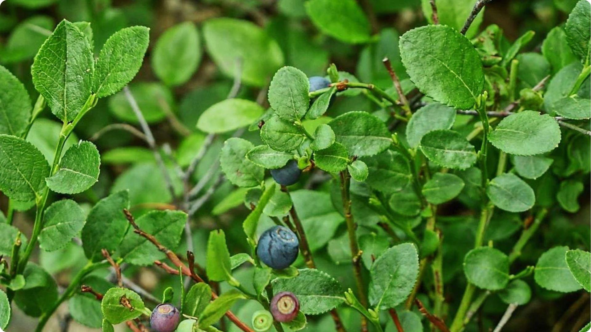 Wild lowbush blueberry plant with few ripe berries demonstrates how self pollinating varieties still produce smaller harvests alone
