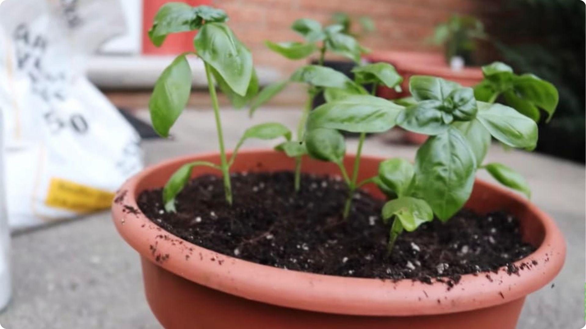 Strawberry plants growing in a raised bed garden with healthy green leaves and ripe red berries.