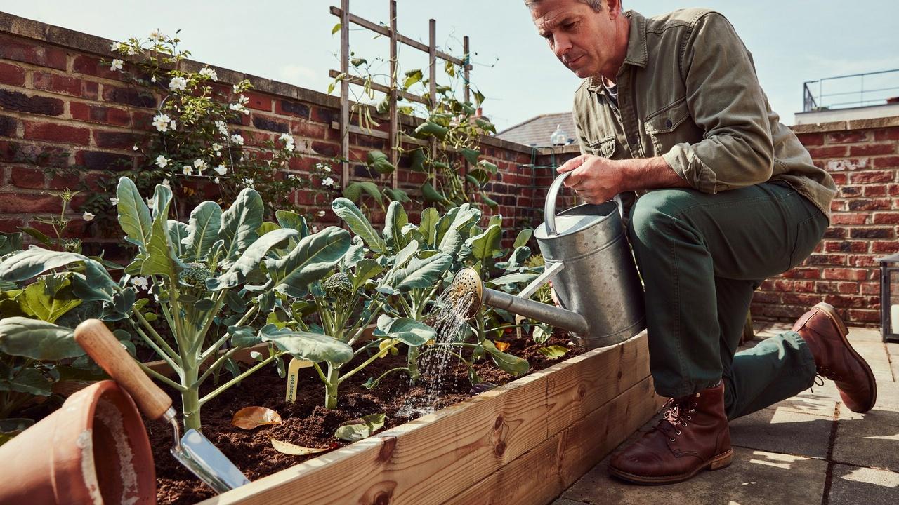 Gardener watering broccoli plants at the base in containers.
