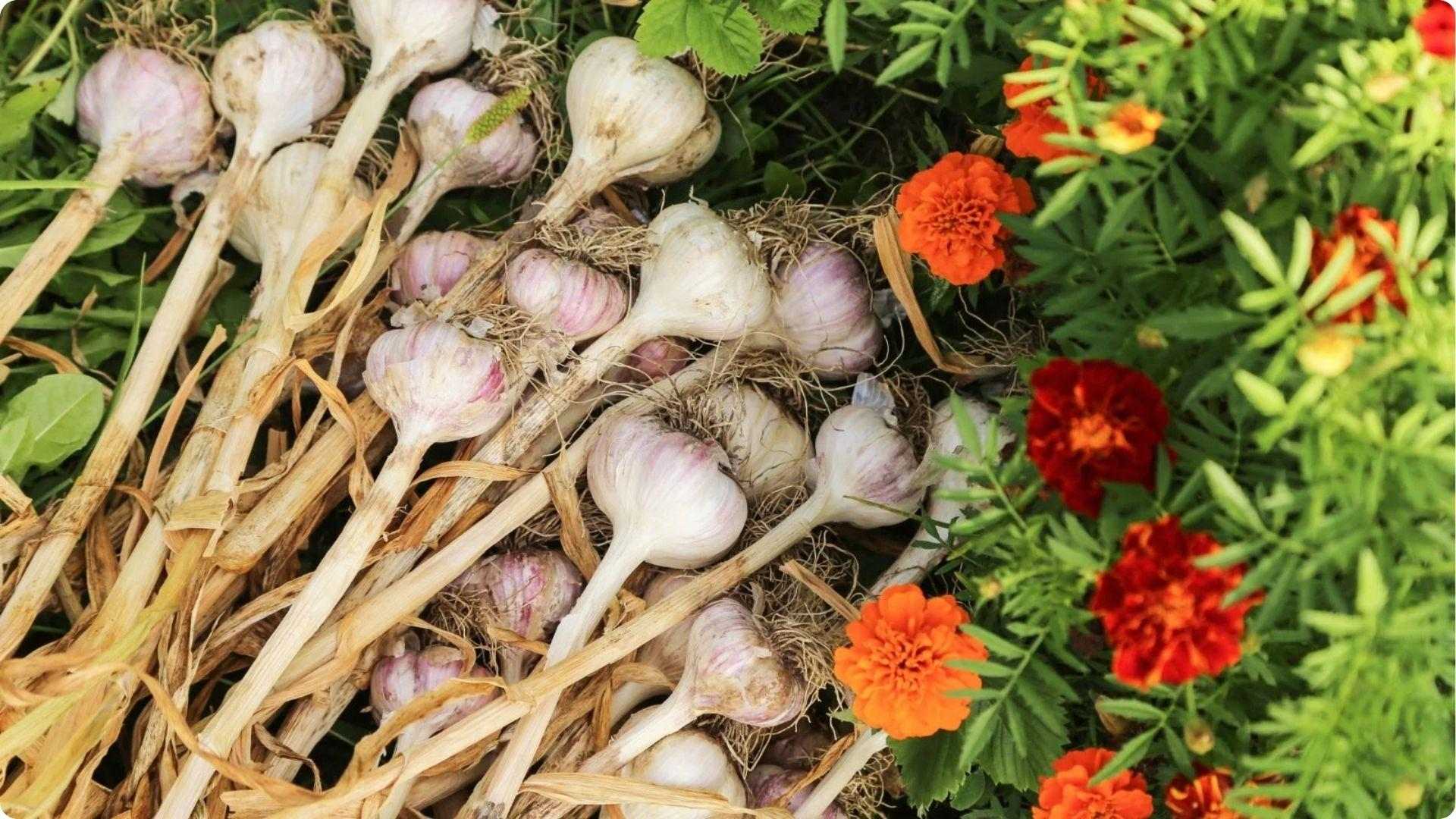 Onions and garlic is one of the Best Okra Companion Plants