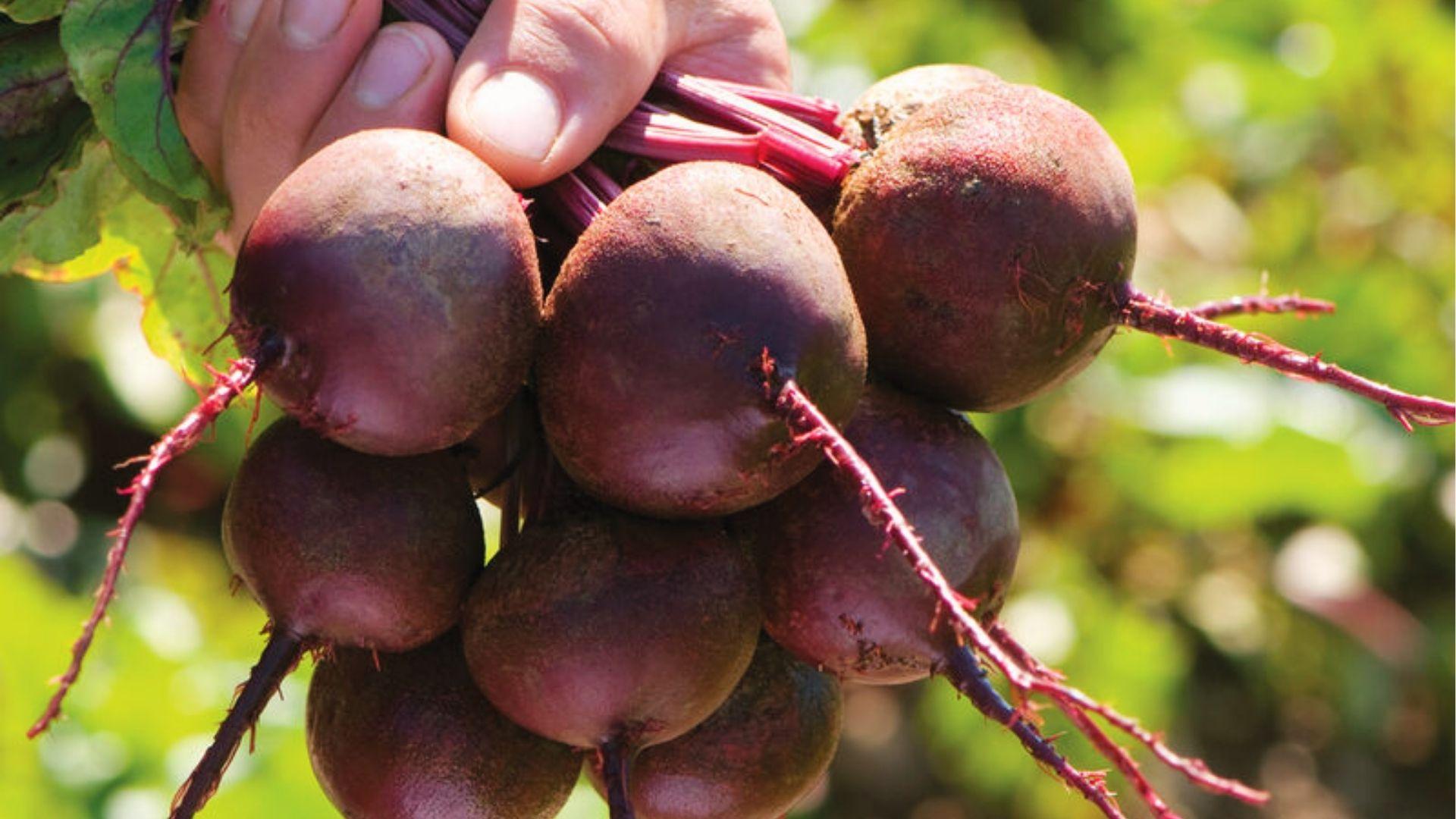 Hand holding freshly picked Zeppo beets with deep purple roots and bright pink stems outdoors.