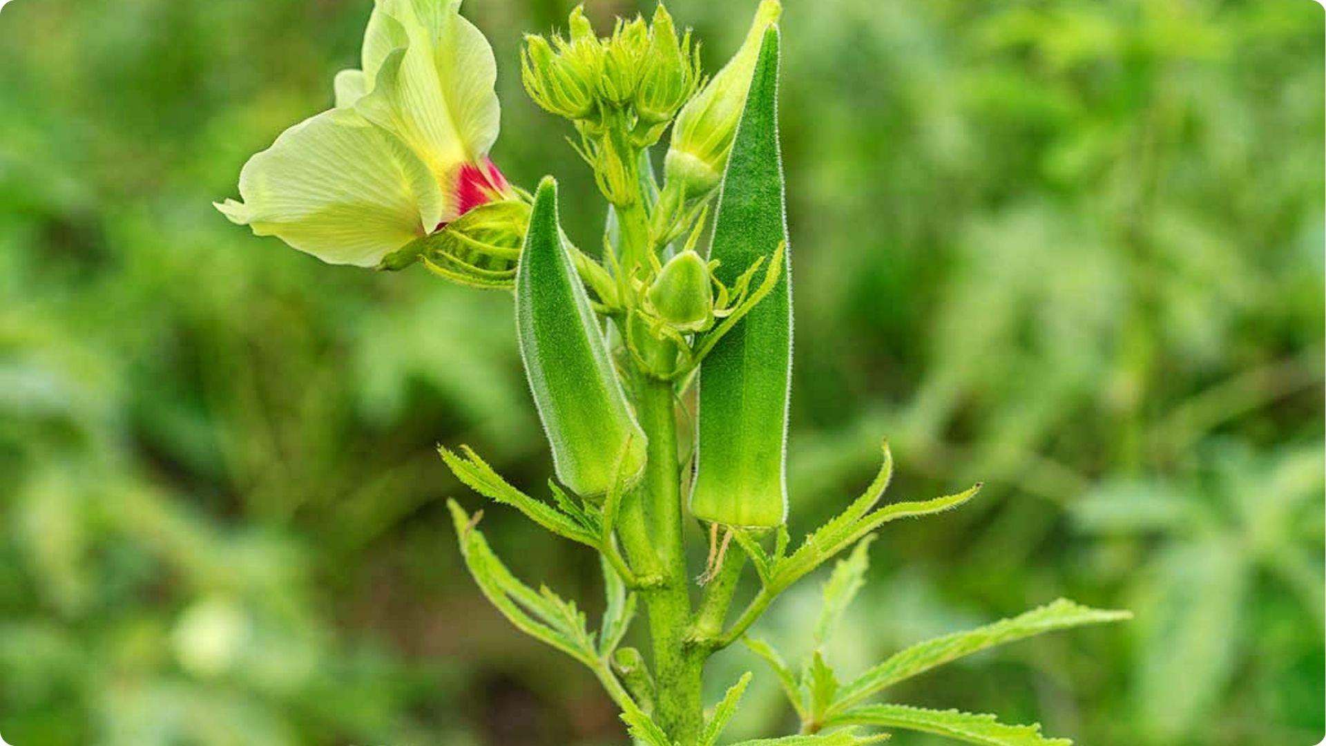 Okra plant with pale yellow flower and tender green pods, highlighting successful growth supported by companion planting