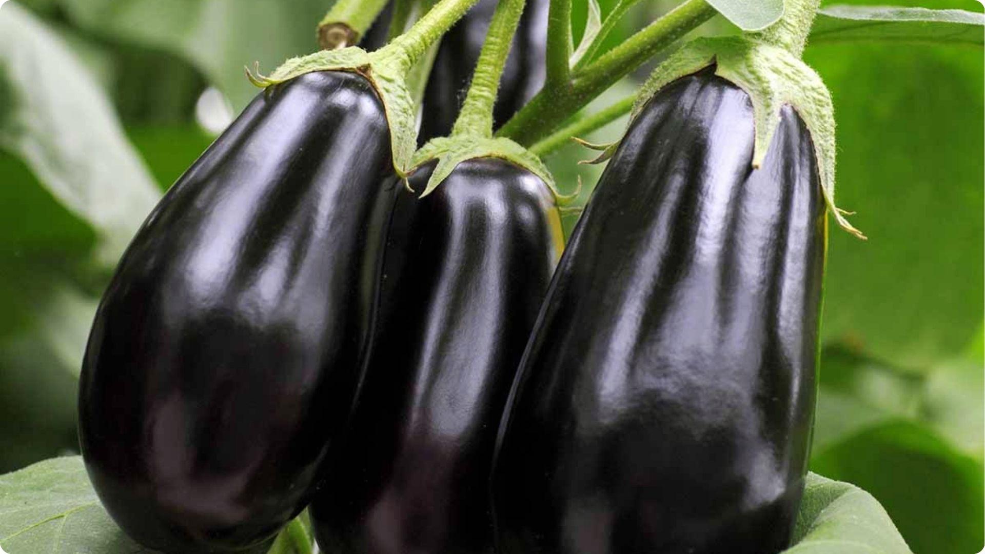 Eggplant is one of the Best Okra Companion Plants
