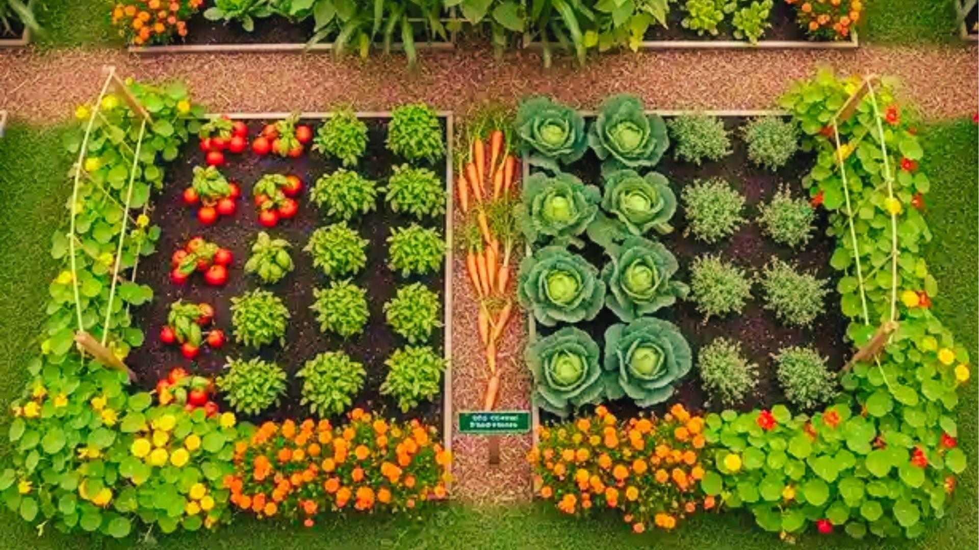 Top-down 20x20 plot with tomatoes, basil, cabbages, carrots, and marigold borders for pest control.