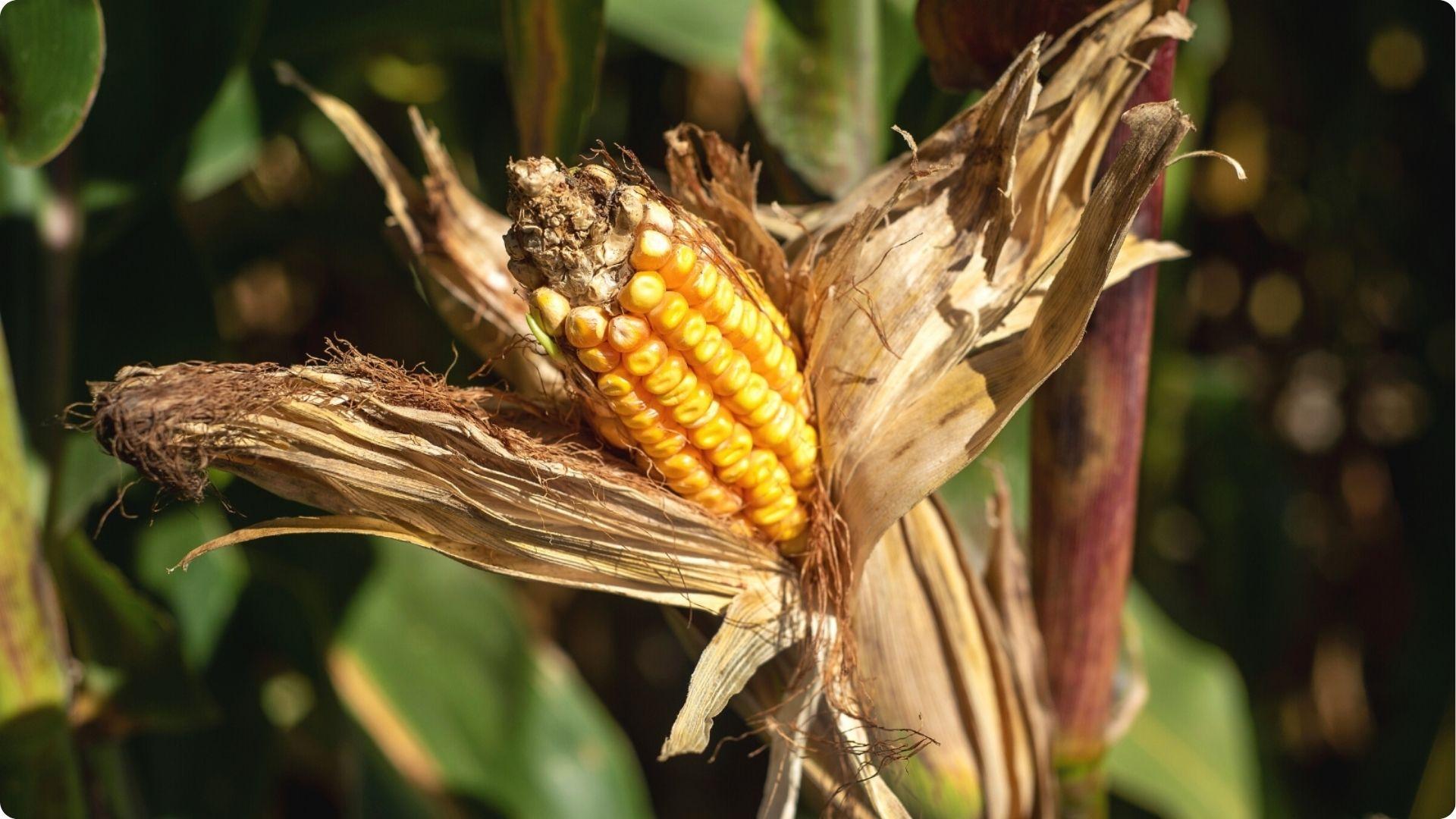 Corn growing in garden sunlight, a tall companion plant that provides natural shade and support for okra