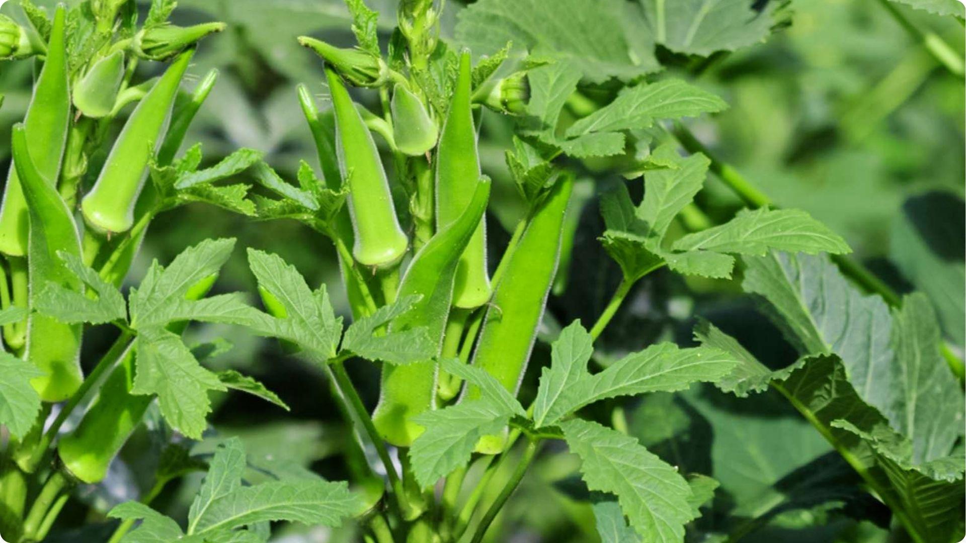 Young okra plants with bright green pods and leaves thriving in garden sunlight alongside beneficial companion crops
