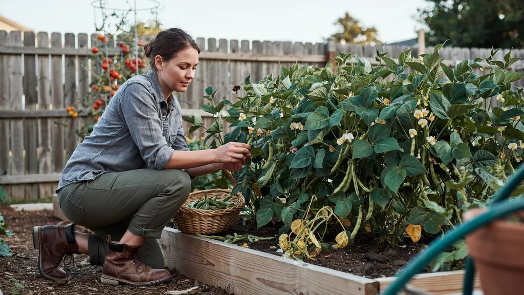 Regular harvesting of bush beans to encourage production