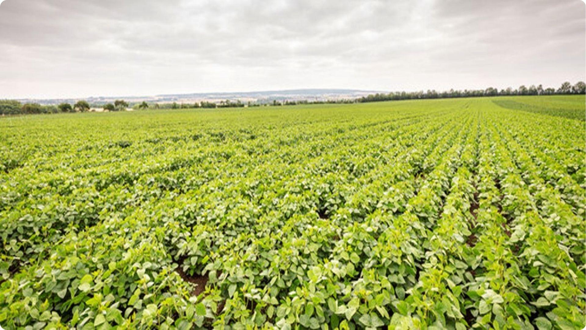 Expansive field of healthy green legume crops like beans, excellent nitrogen fixers to plant after tomatoes