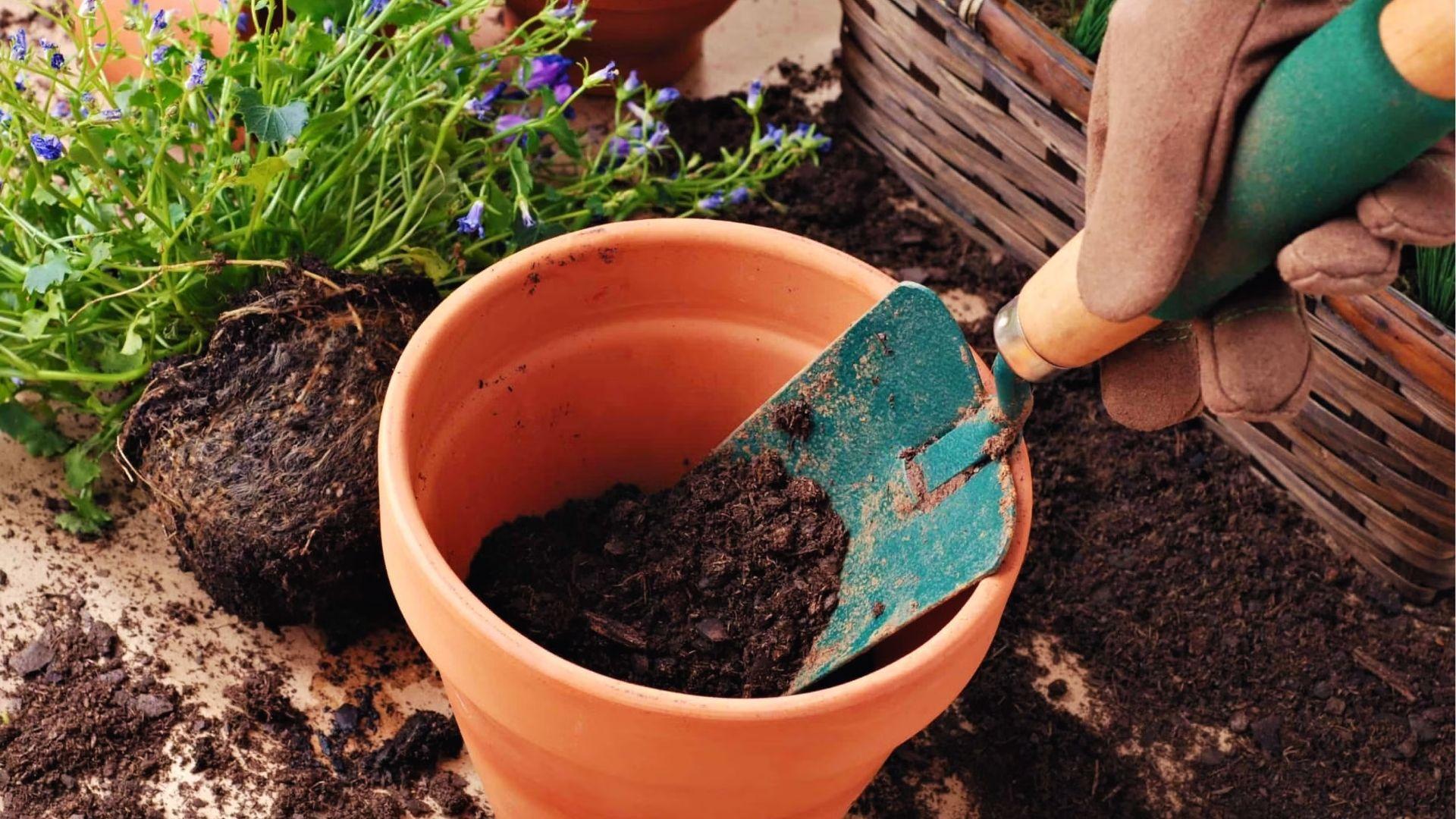 Gloved hand adding rich potting soil to terracotta pot, prepping for pineapple top planting