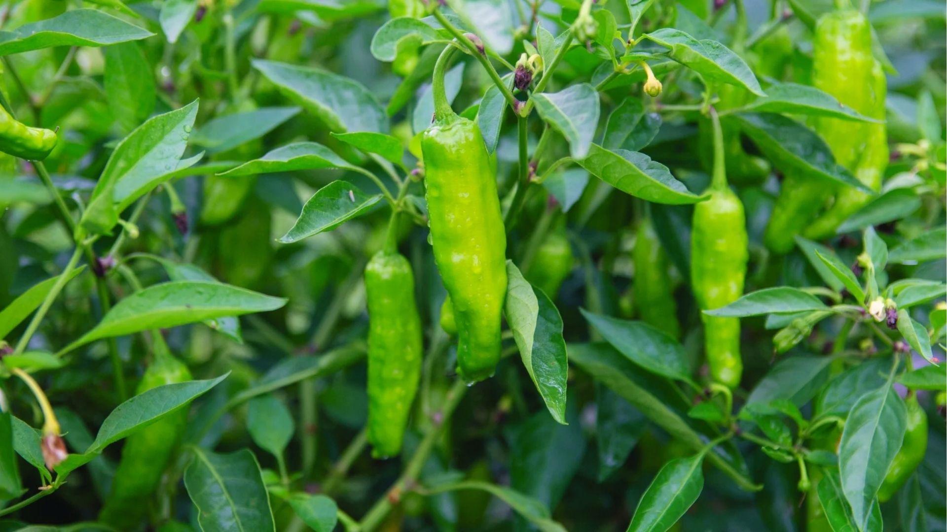 Close-up of dewy green shishito peppers hanging on plant, pick while still green and slightly wrinkled.