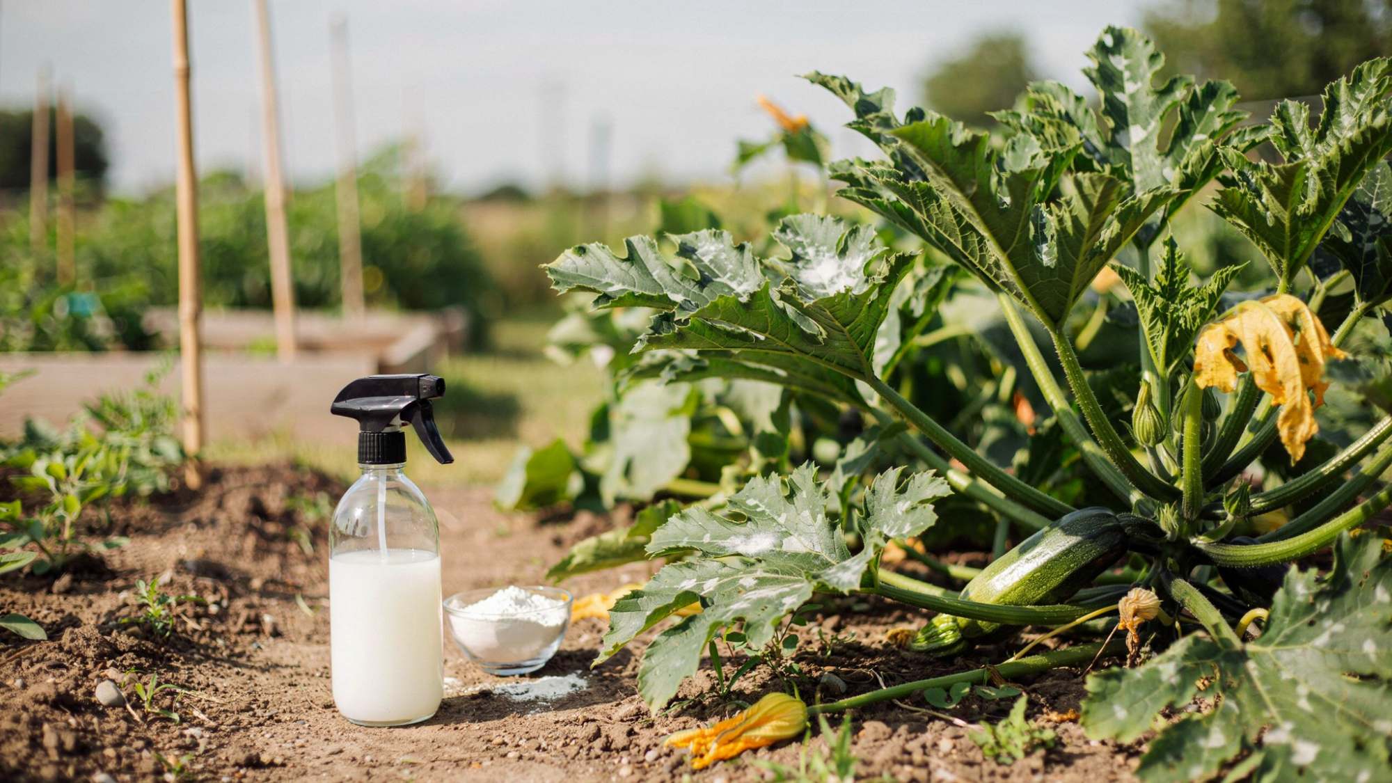 Baking soda spray prepared for treating powdery mildew on zucchini.