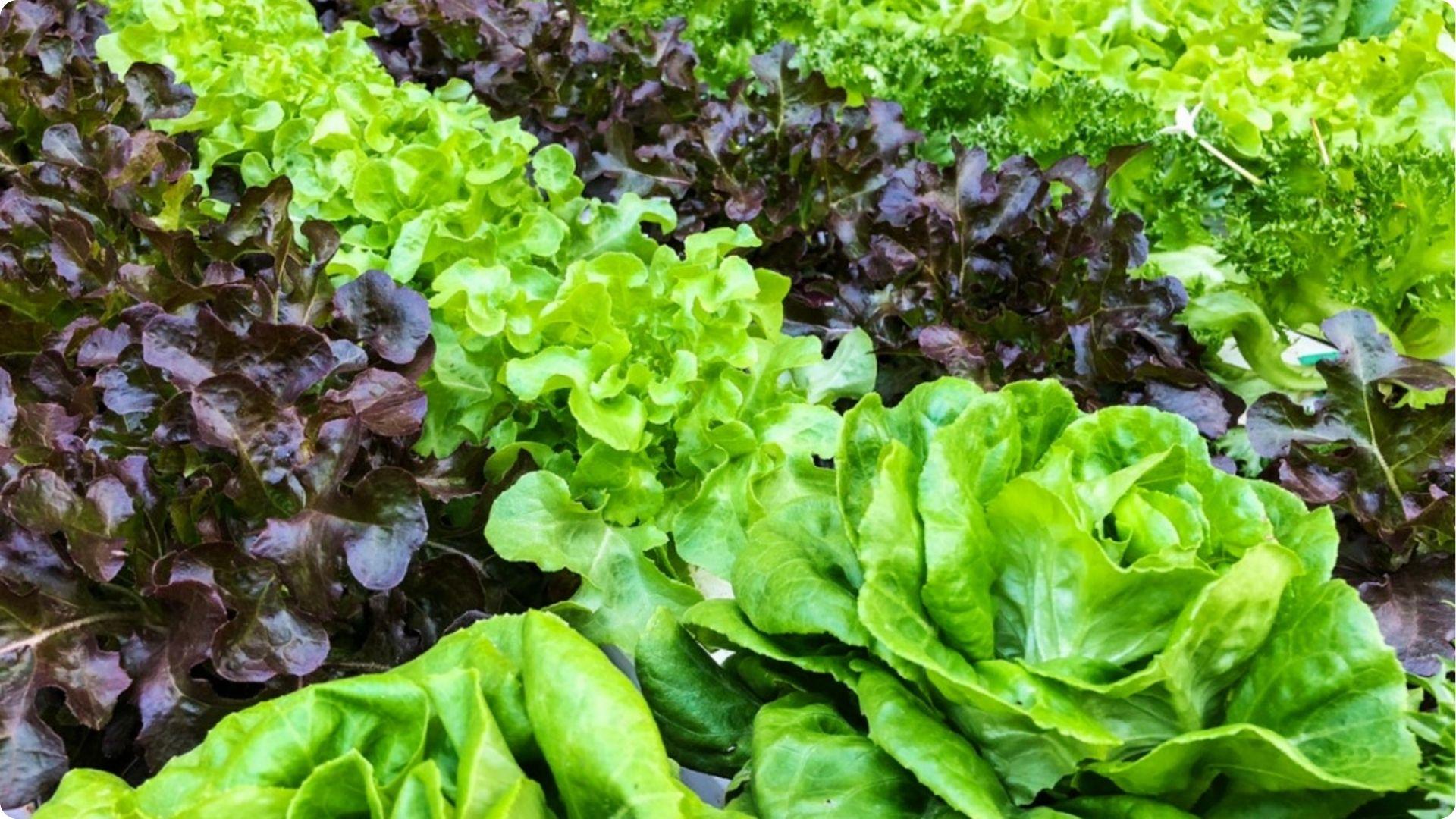 Vibrant green and purple lettuce varieties growing densely, perfect fast-growing crop after tomato season