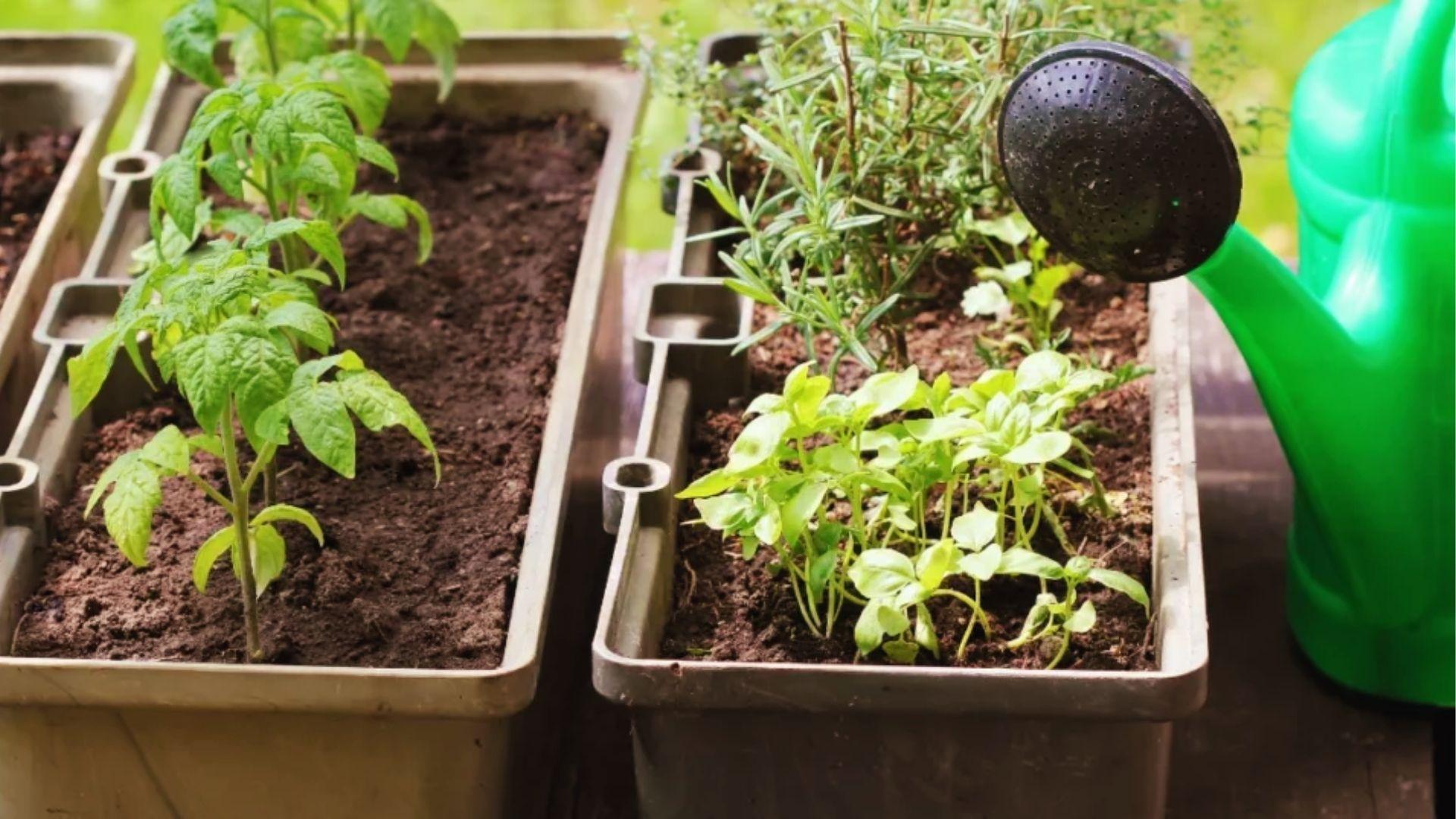 Young Radish seedlings in rectangular containers with a green watering can nearby